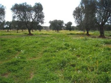 Land for sale in San Vito dei Normanni