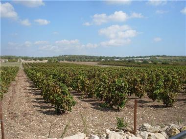 Land for sale in Noto