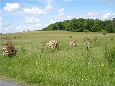 Land for sale in Montpeyroux