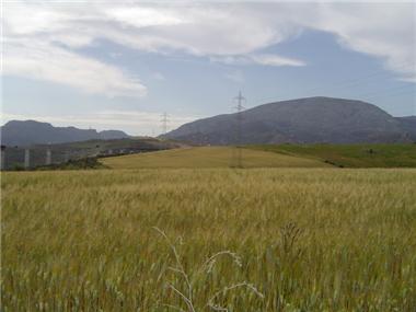 Land/Ruins for sale in Alora (Andalucia)
