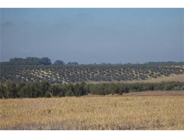 Land/Ruins for sale in Sevilla (Andalucia)