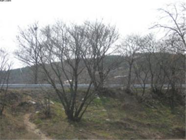 Land/Ruins for sale in Sozopol (Burgas)