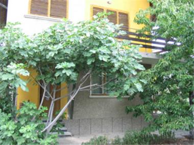 House/Villa for sale in Vidin (Vidin)