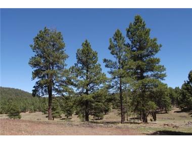 Land/Ruins for sale in Zuni (New Mexico)