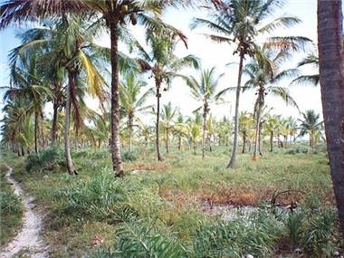 Land/Ruins for sale in Belmonte (Santa Catarina)