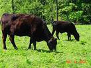 Land/Ruins for sale in Gurupi (Tocantins)