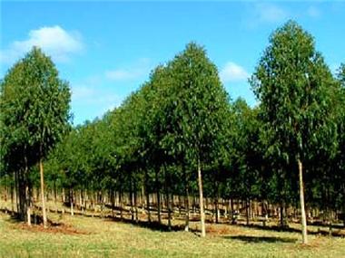 Land/Ruins for sale in Jequitai (Minas Gerais)