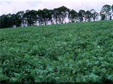 Land/Ruins for sale in Lassance (Minas Gerais)