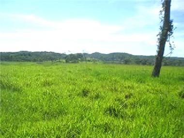 Land/Ruins for sale in Pocone (Sao Paulo)