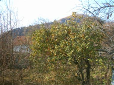 House/Villa for sale in Aytos (Burgas)