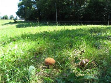 Land/Ruins for sale in Lhez (Midi-Pyrenees)