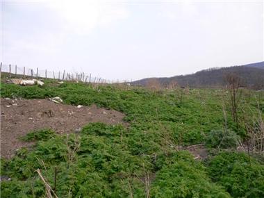 Land for sale in Dobrich (Dobrich)