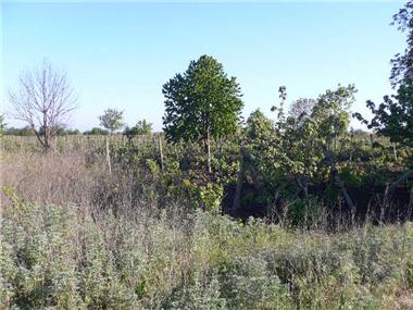 Land for sale in Kavarna (Dobrich)