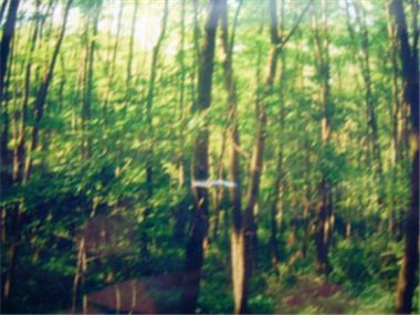 Land/Ruins for sale in Yambol (Yambol)