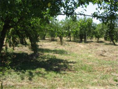 House/Villa for sale in Panagyurishte (Pazardzhik)
