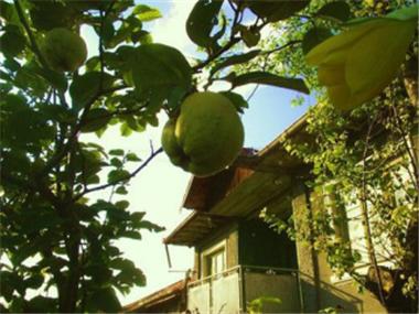 House/Villa for sale in Polski Trumbesh (Veliko Turnovo)