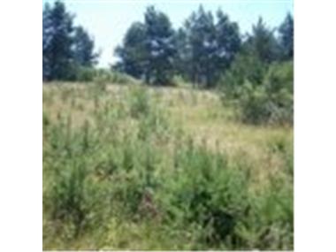 Land/Ruins for sale in Velingrad (Pazardzhik)