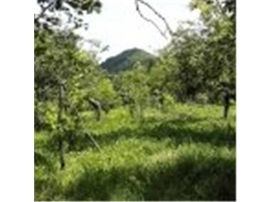 Land/Ruins for sale in Lovech (Lovech)