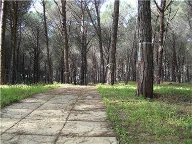 House/Villa for sale in Pizzo (Calabria)