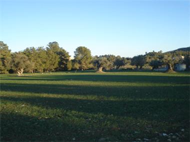 Land for sale in Psevdhas (Larnaca)