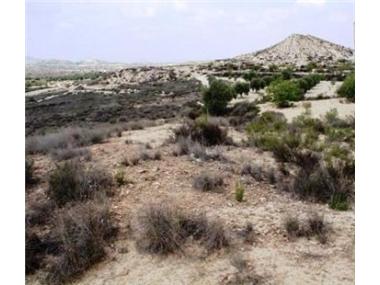 Land/Ruins for sale in San Miguel de Salinas (Valencia)