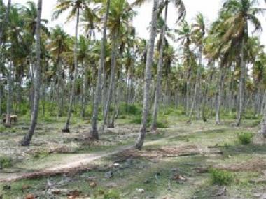 Land/Ruins for sale in Valenca (Bahia)