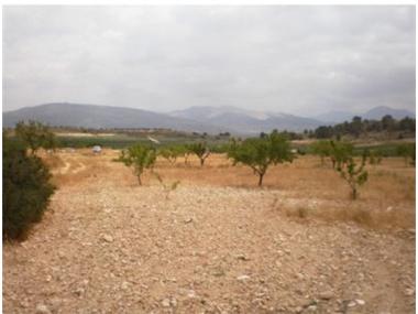Land/Ruins for sale in Pinoso (Valencia)