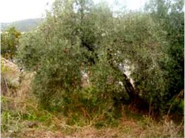 House/Villa for sale in Zagrilla (Andalucia)