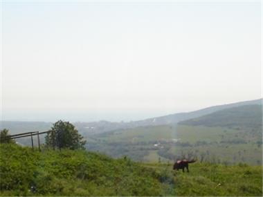 Land for sale in Albena (Dobrich)