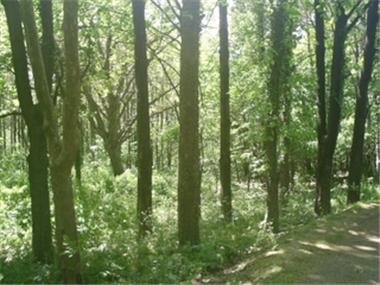 Land for sale in Bankya (Sofiya-Grad)