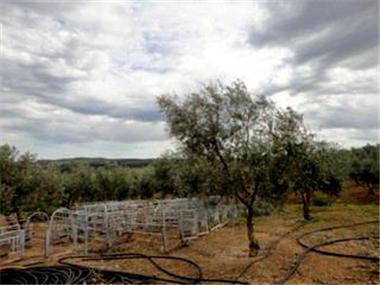 Land for sale in Cadiz (Andalucia)