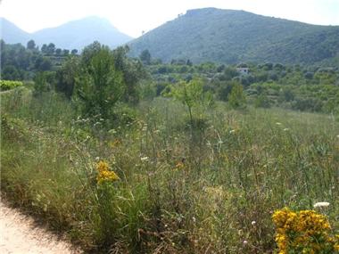 Plot for sale in Jalon (Valencia)